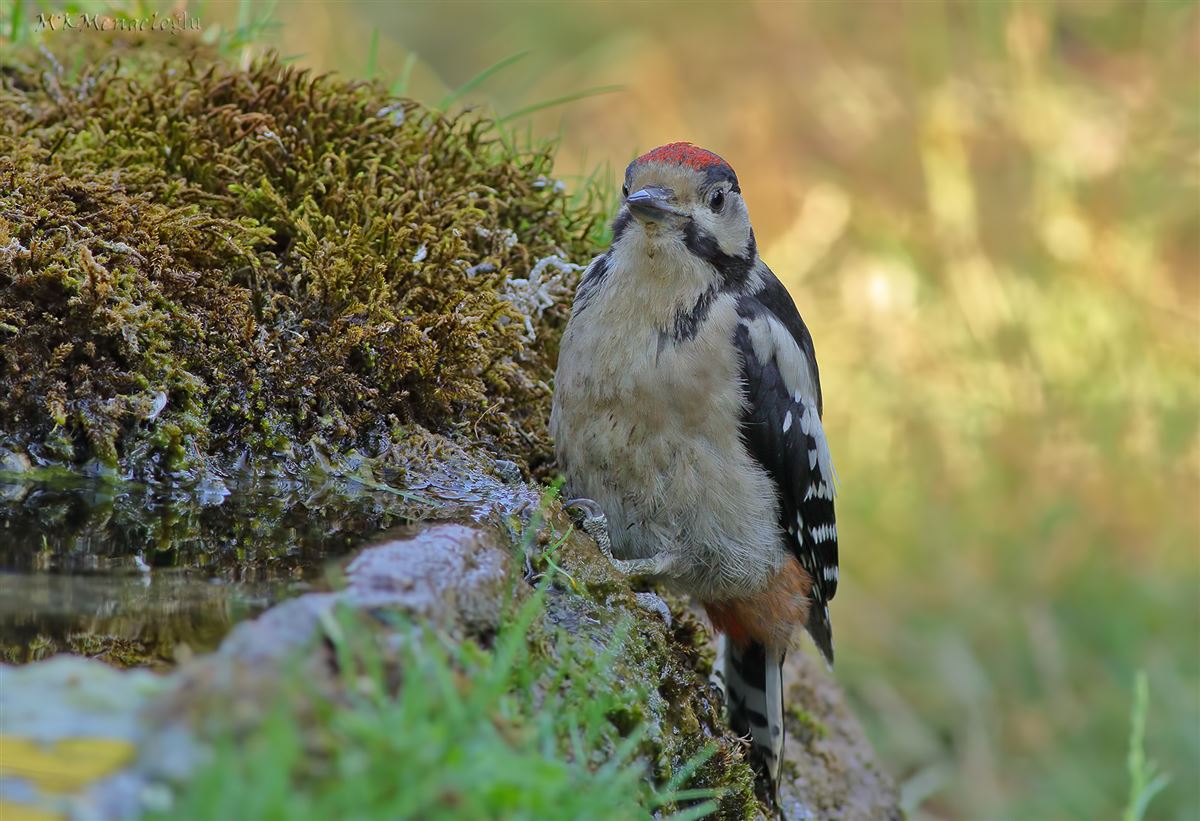 Great Spotted Woodpecker