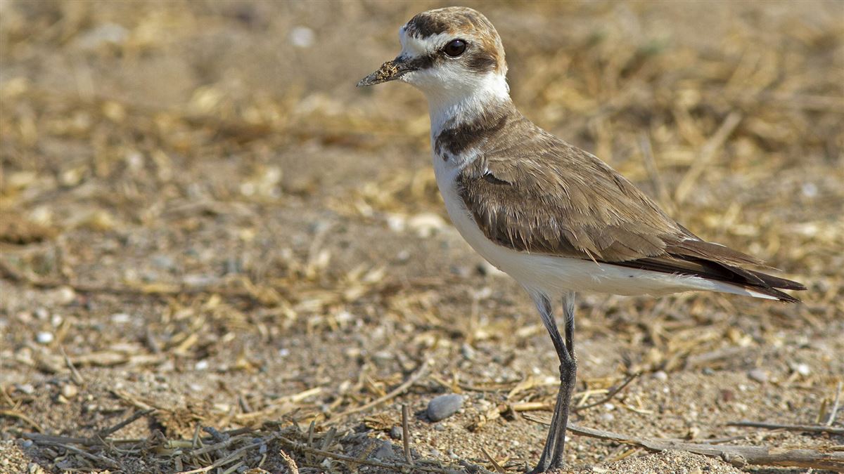 Kentish Plover