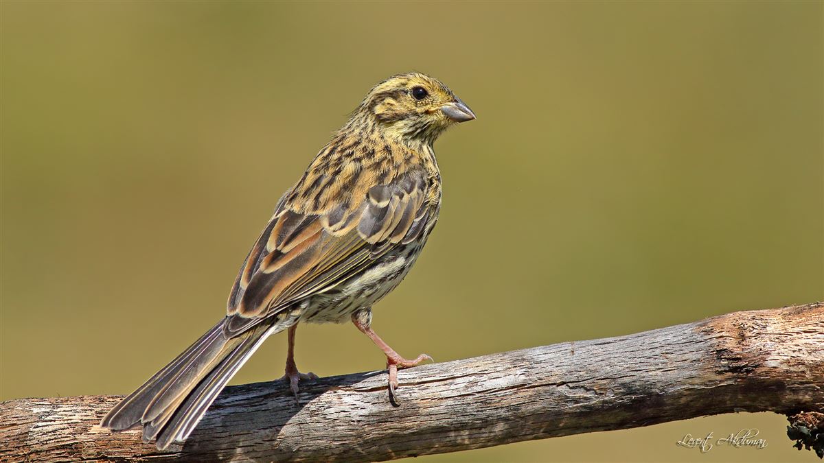 Cirl Bunting