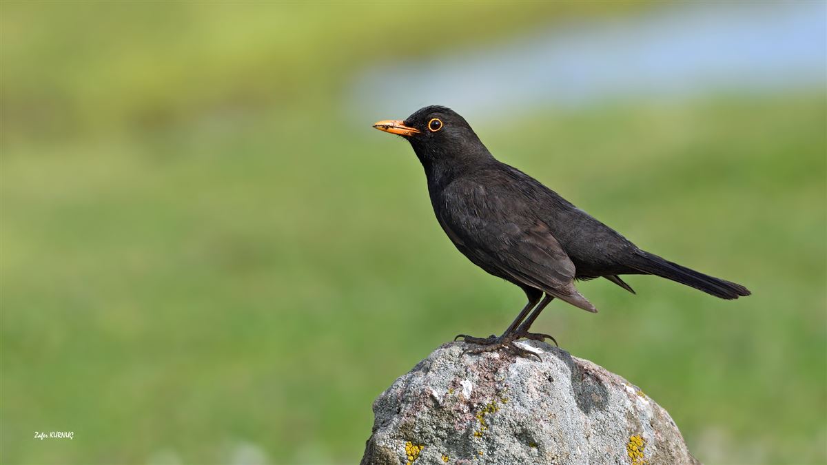 Common Blackbird