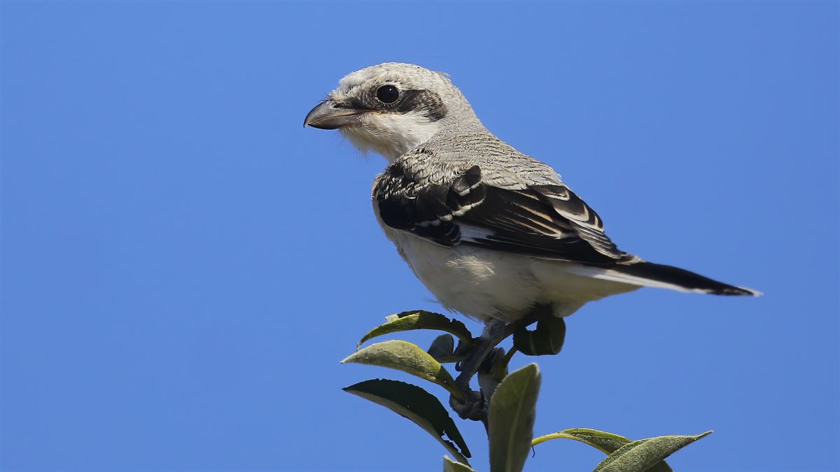 Lesser Grey Shrike