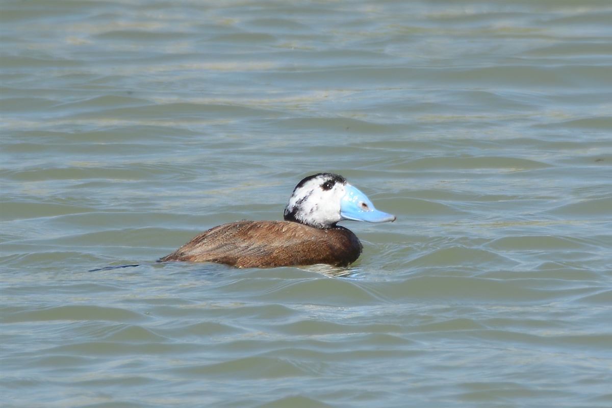 White-headed Duck