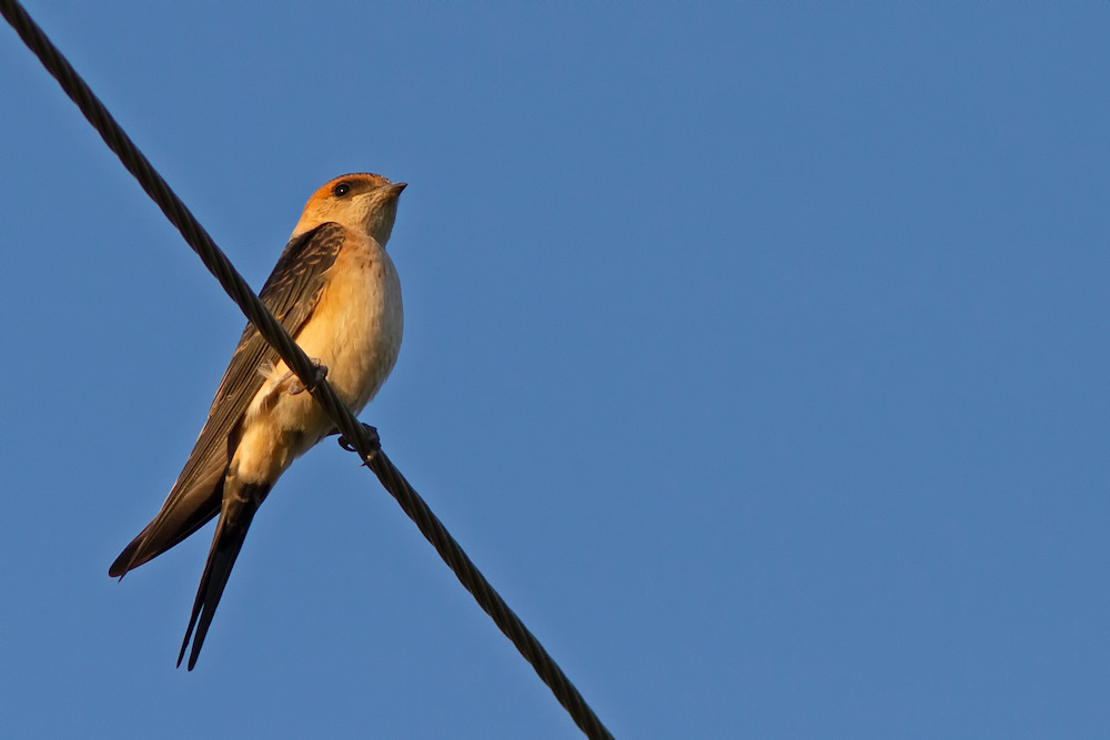 Red-rumped Swallow