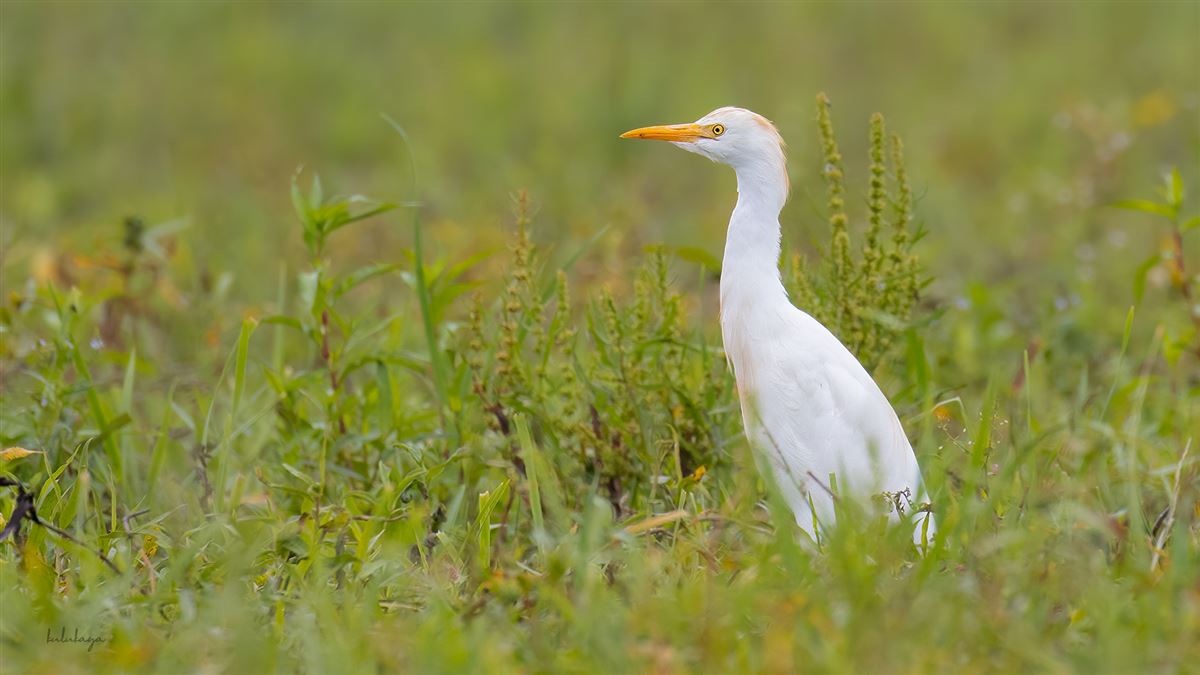 Western Cattle Egret