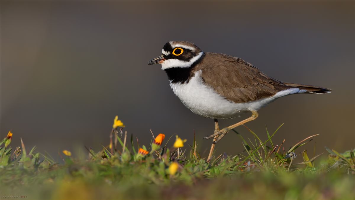 Little Ringed Plover