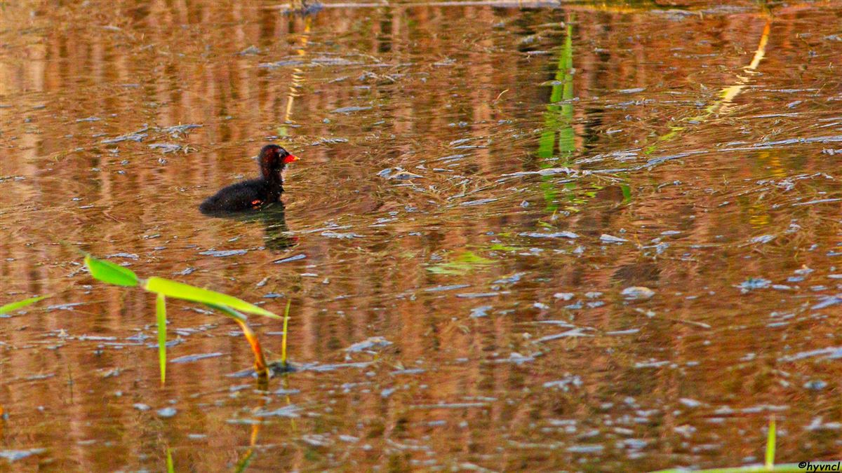 Common Moorhen