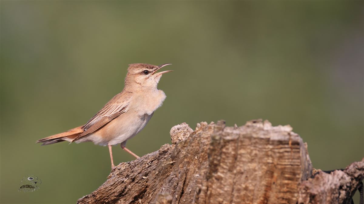 Rufous-tailed Scrub Robin