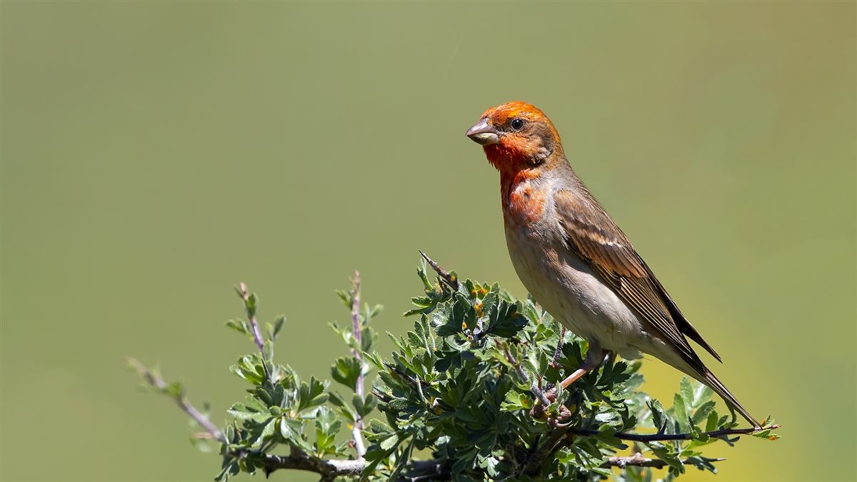 Common Rosefinch