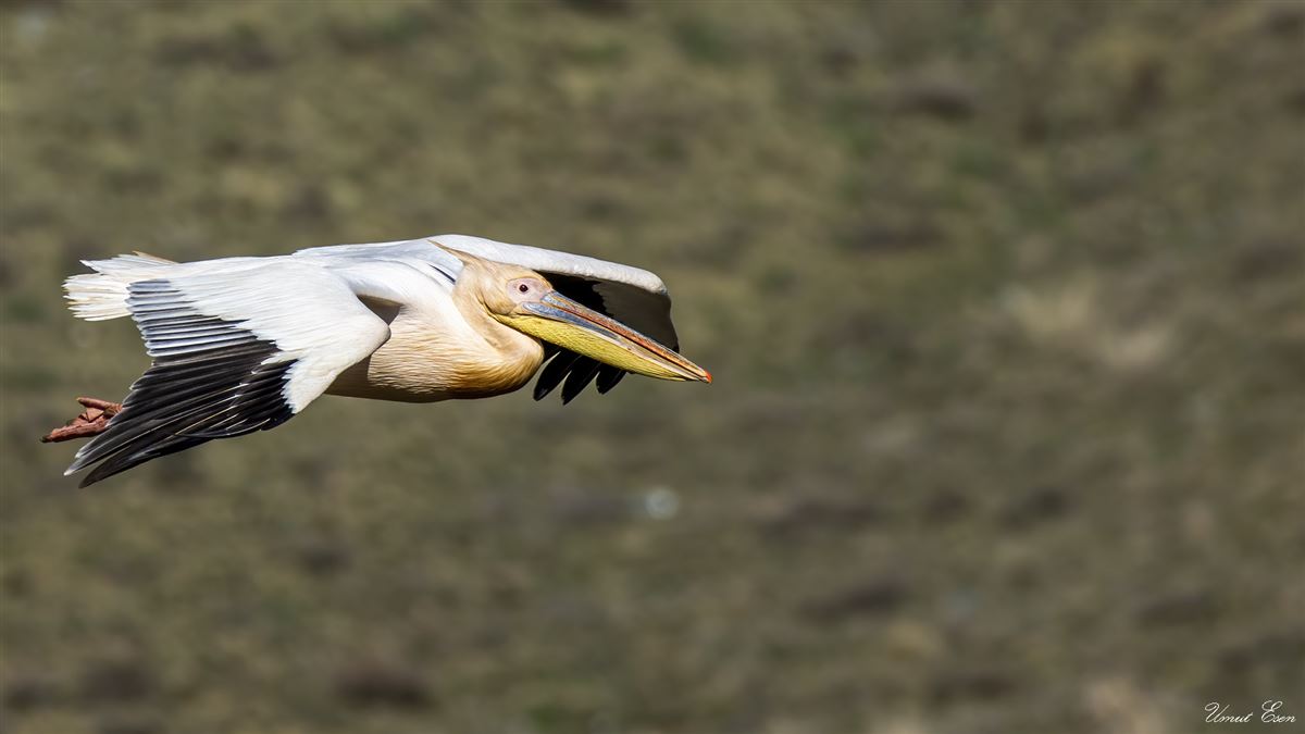 Great White Pelican