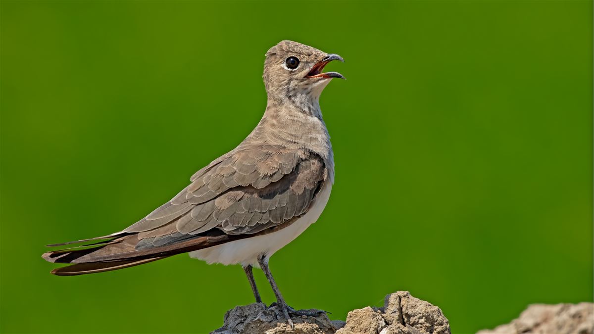 Collared Pratincole