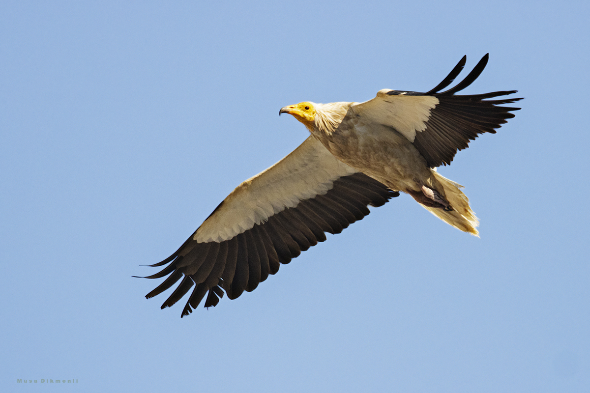 Egyptian Vulture