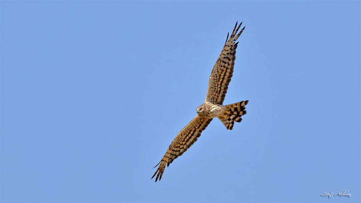 Montagu`s Harrier