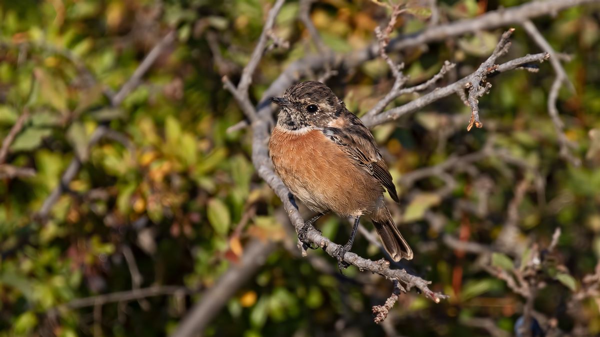 European Stonechat