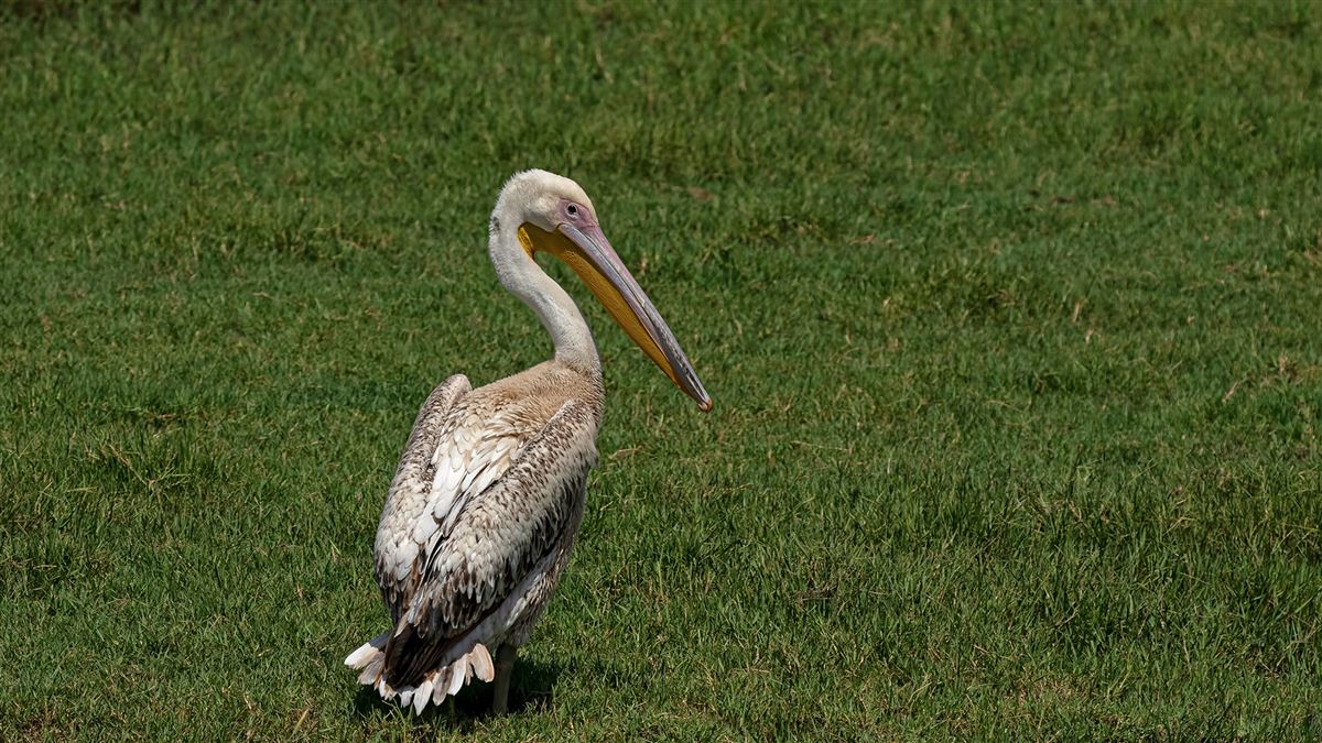 Great White Pelican