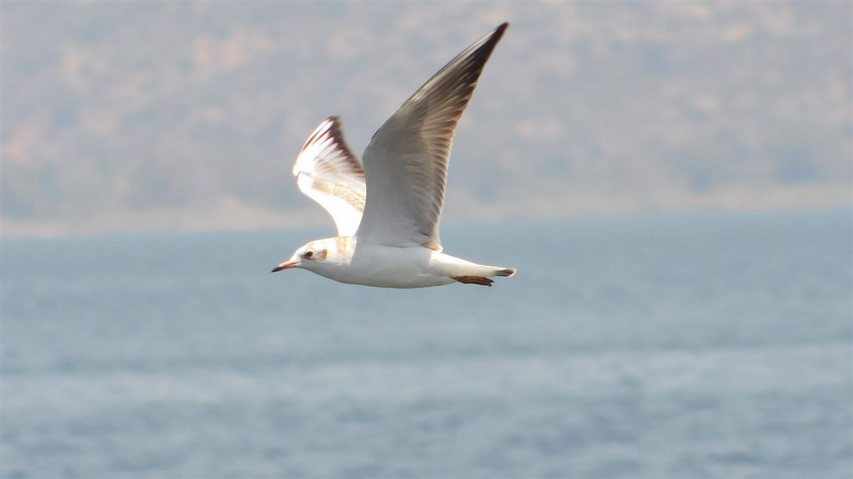 Karabaş Martı