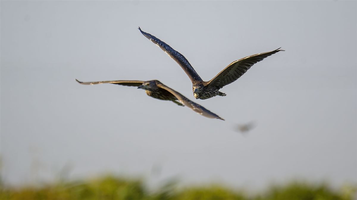 Black-crowned Night Heron