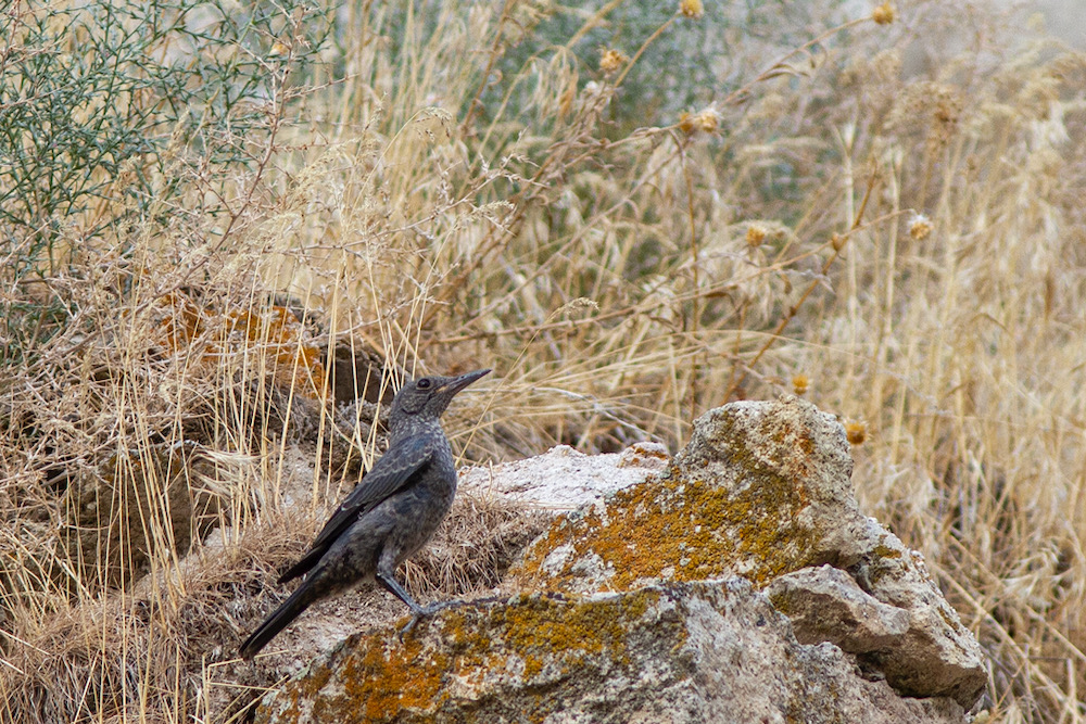 Blue Rock Thrush