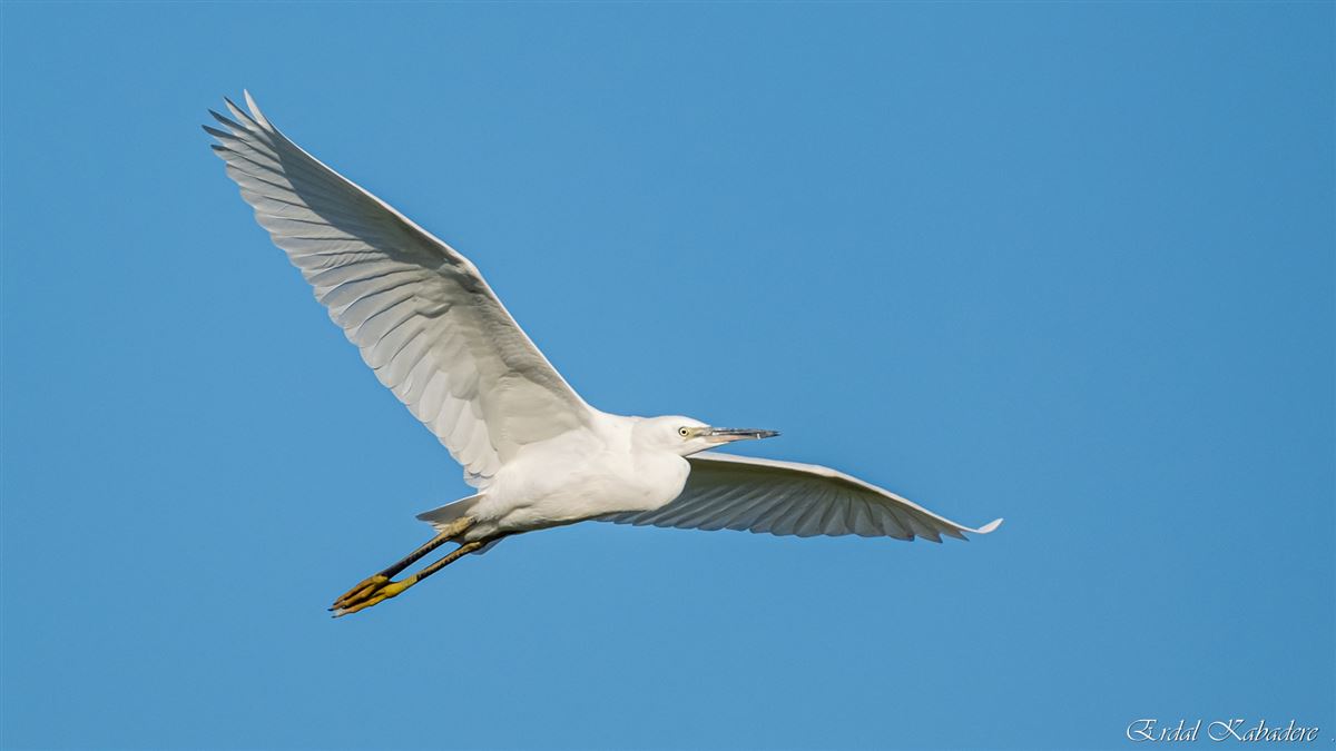 Little Egret