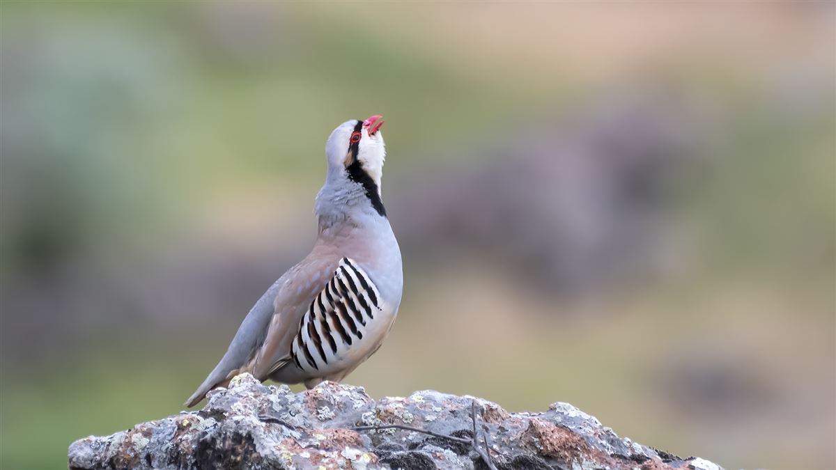 Chukar Partridge