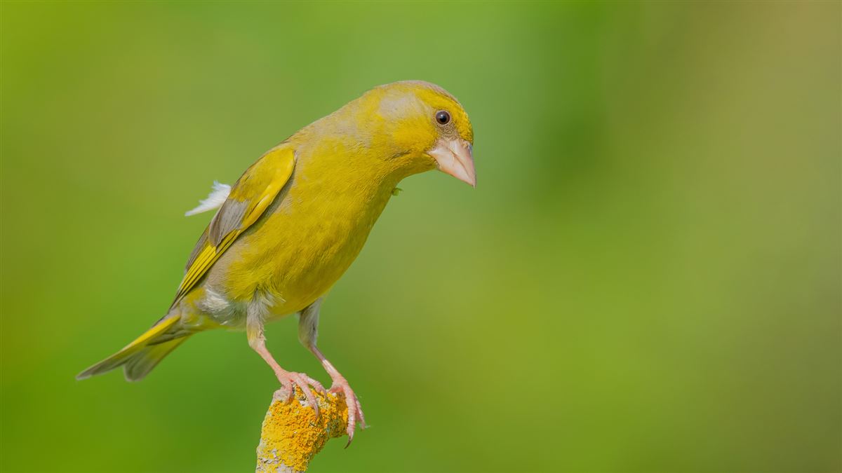 European Greenfinch