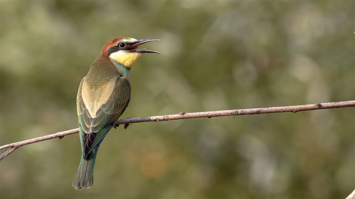 European Bee-eater