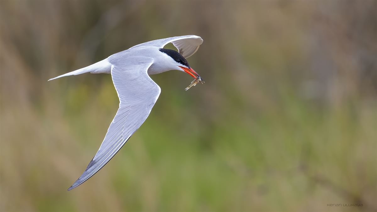 Common Tern
