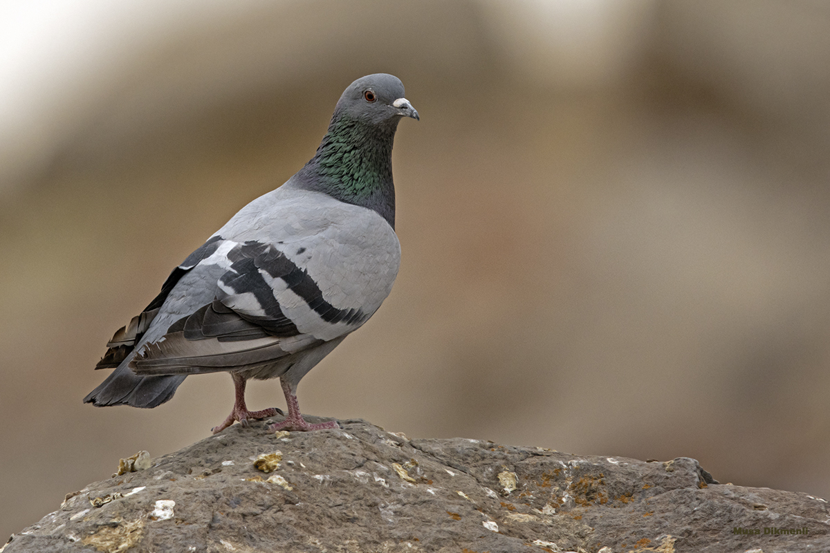 Rock Dove