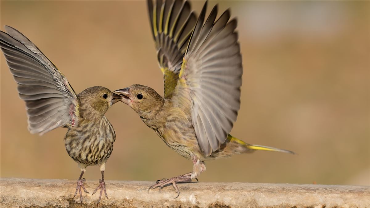 European Greenfinch