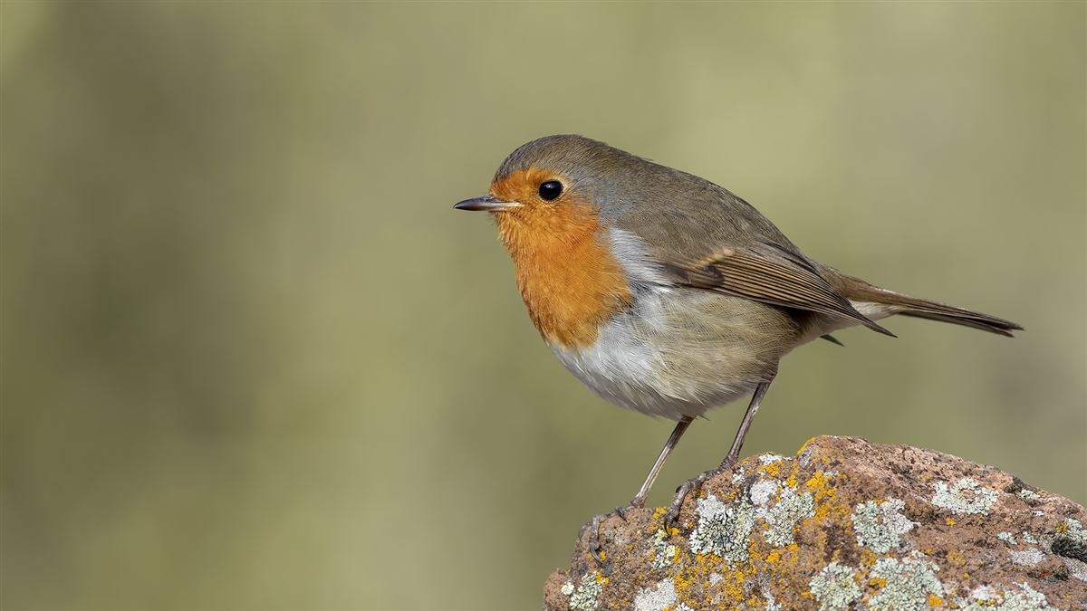 European Robin