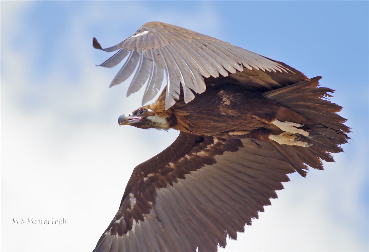 Cinereous Vulture