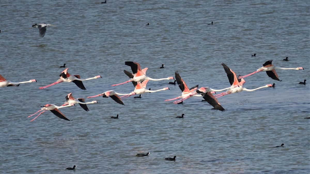 Flamingo