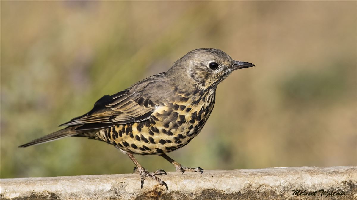 Mistle Thrush