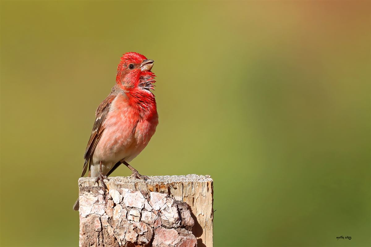 Common Rosefinch
