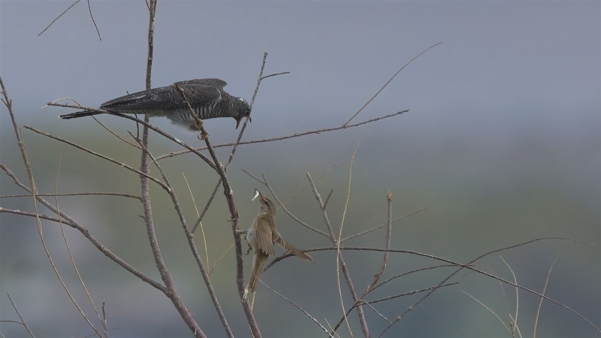 Common Cuckoo