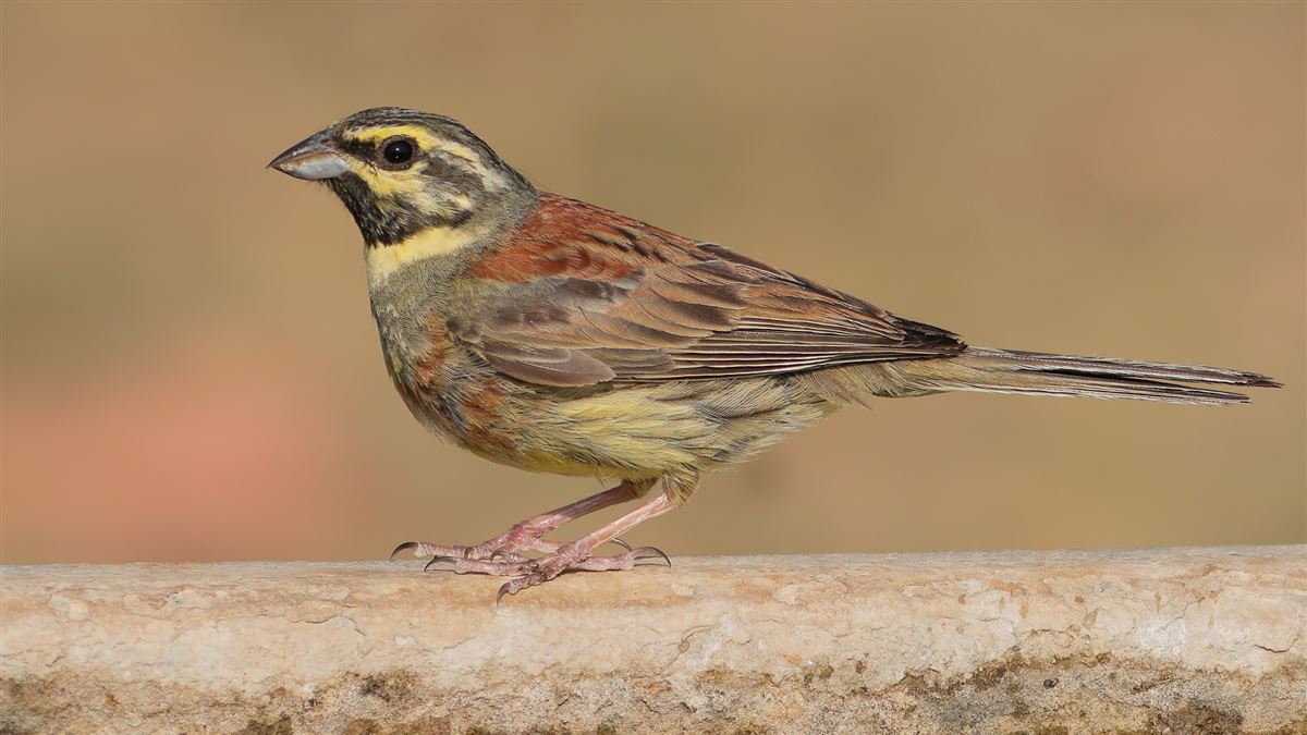 Cirl Bunting