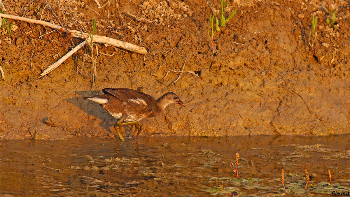 Common Moorhen