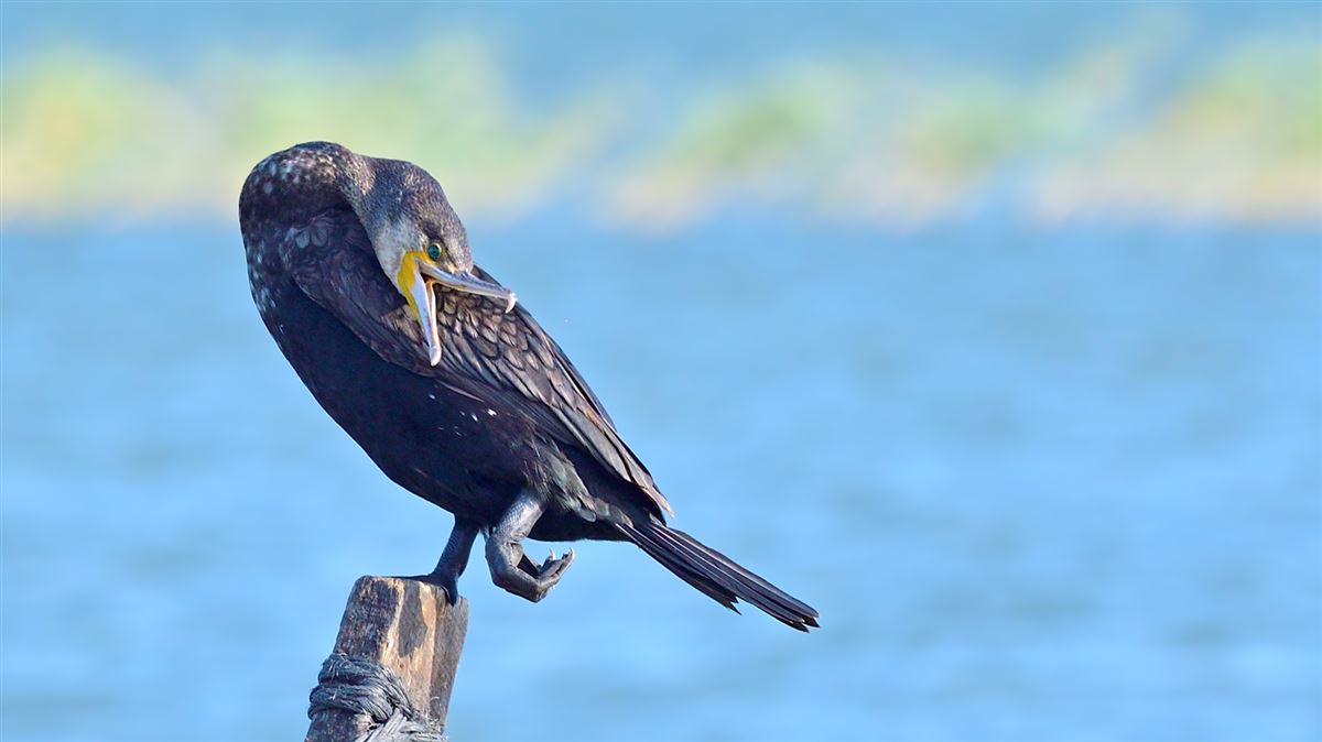 Great Cormorant