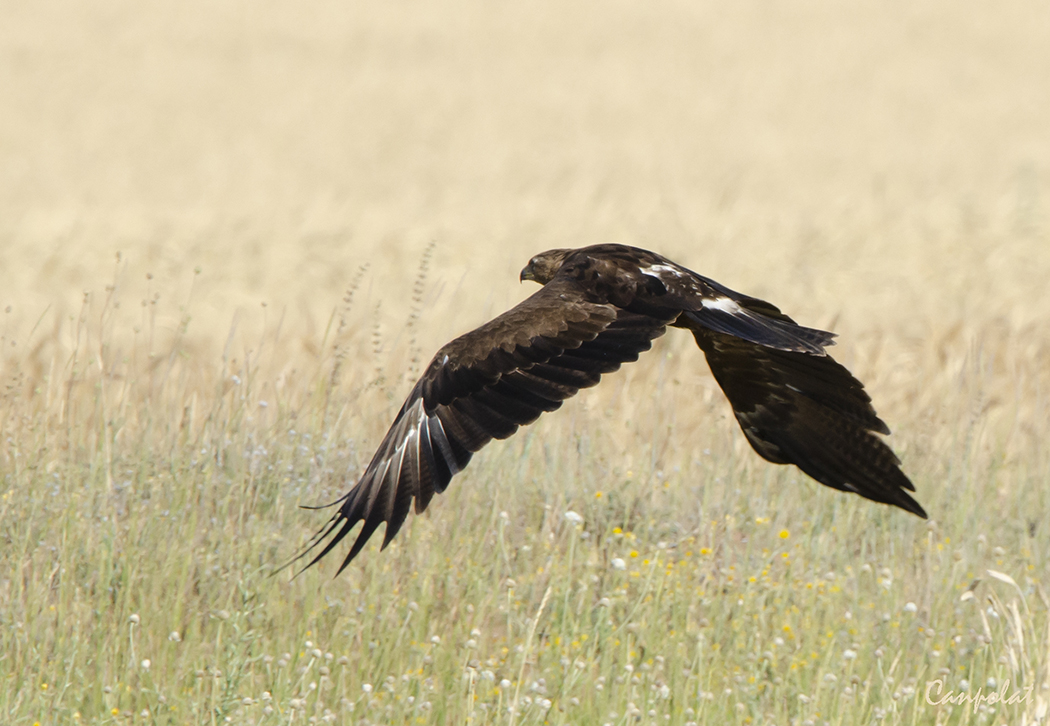 Lesser Spotted Eagle