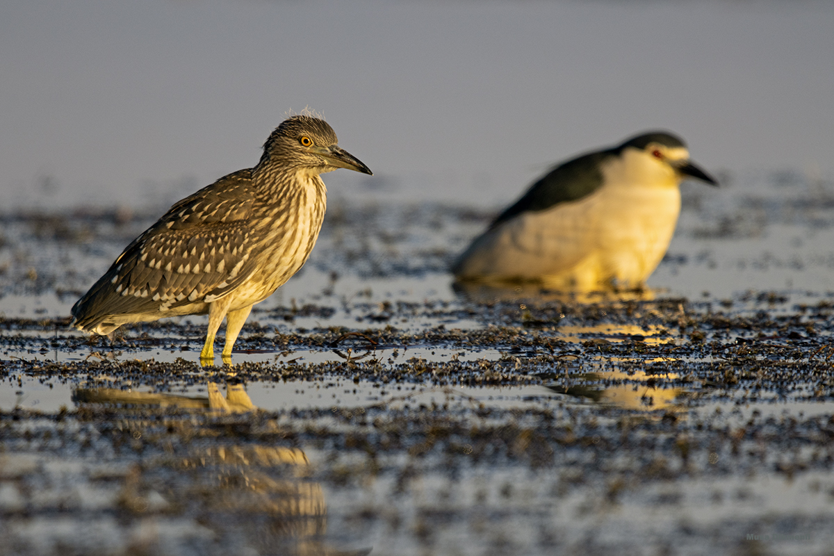 Black-crowned Night Heron