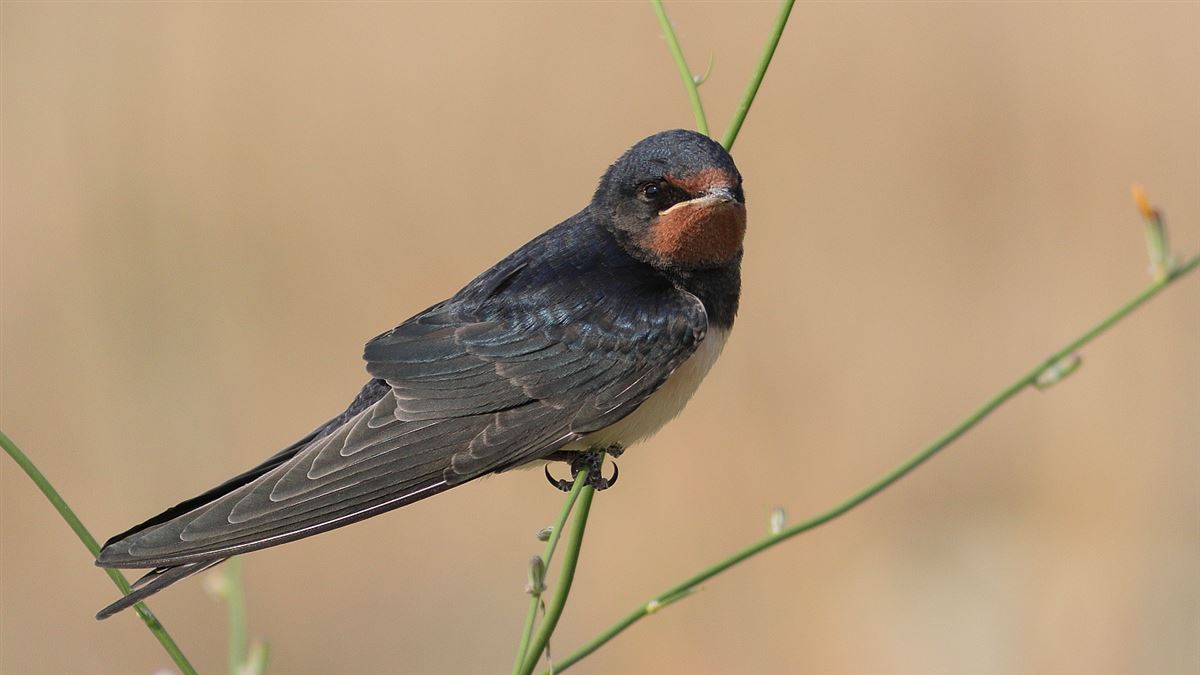 Barn Swallow