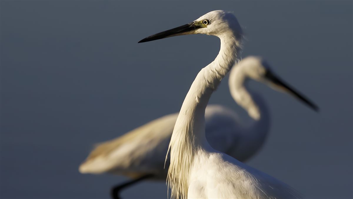 Little Egret