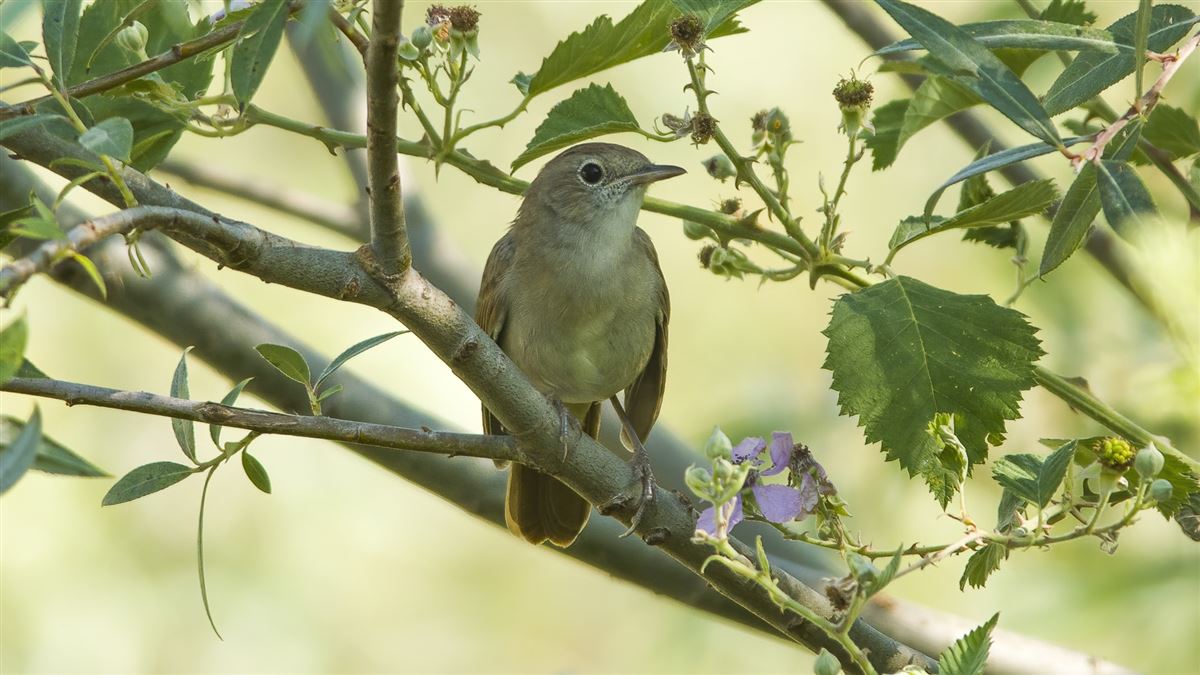 Common Nightingale