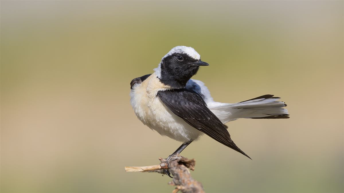 Black-eared Wheatear
