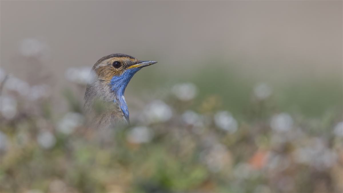 Bluethroat