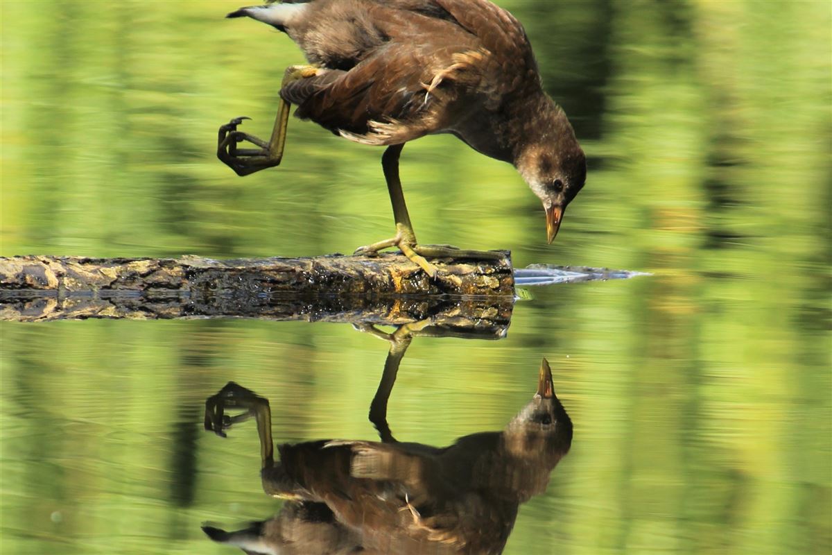 Common Moorhen