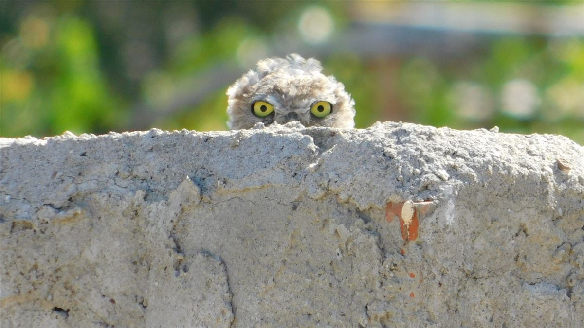 Little Owl