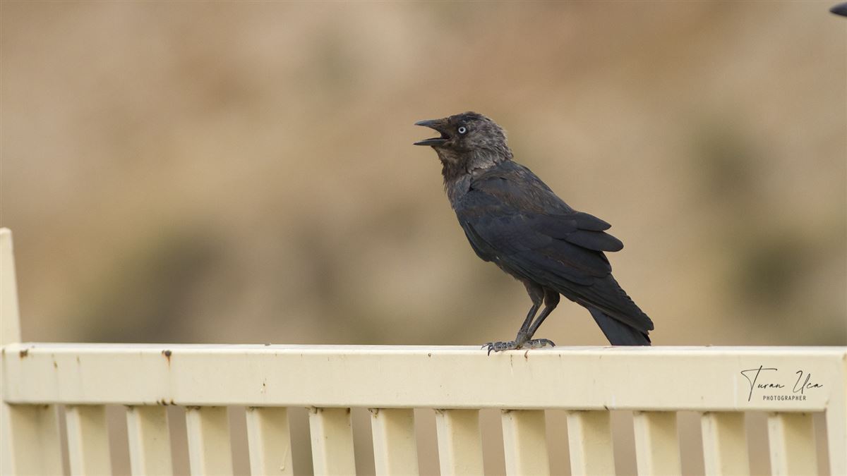 Western Jackdaw