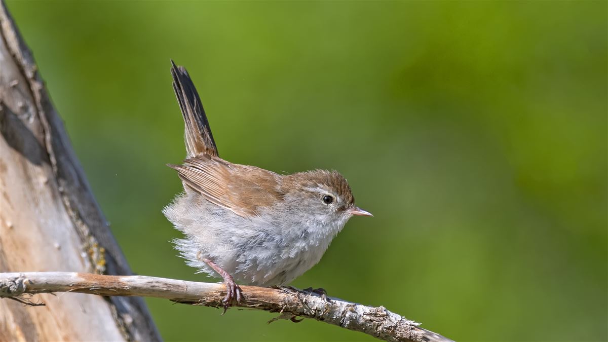 Cetti`s Warbler