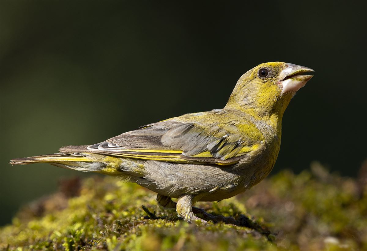 European Greenfinch