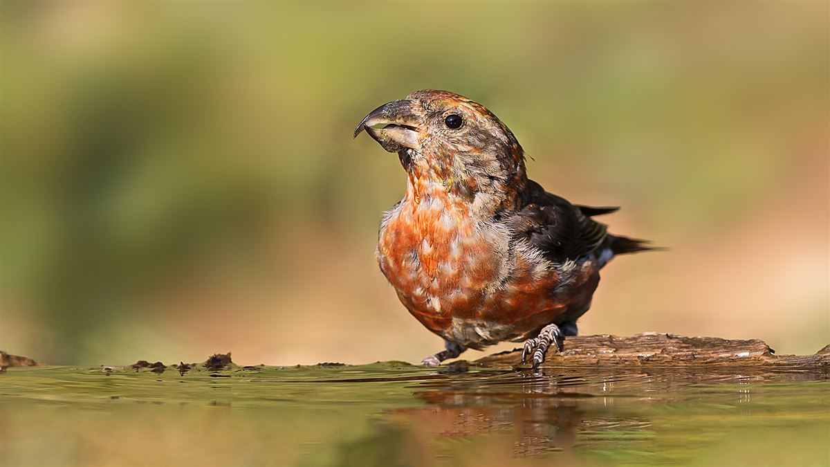 Red Crossbill